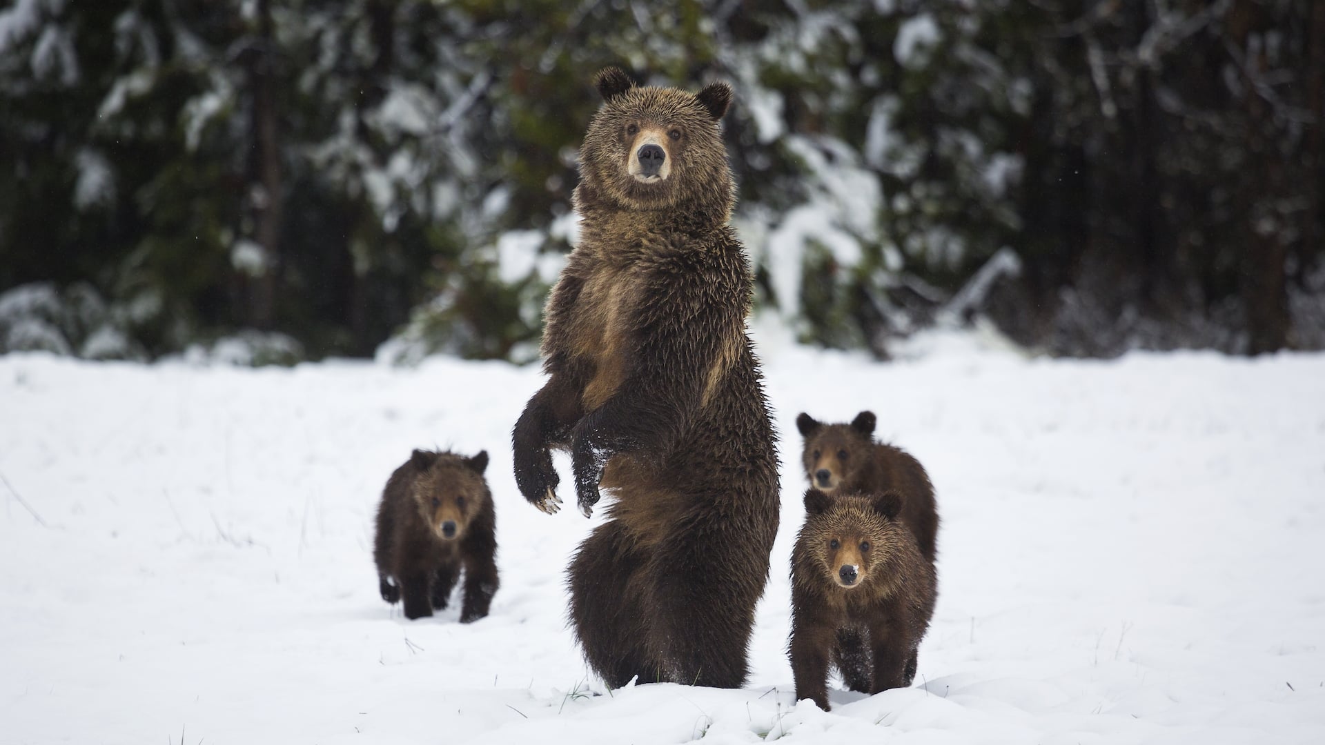 Yellowstone รีวิวหนัง